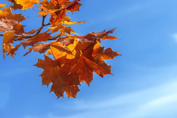 Autumn Maple Leaves Background Photos Mid Autumn — Stock Photo, Image