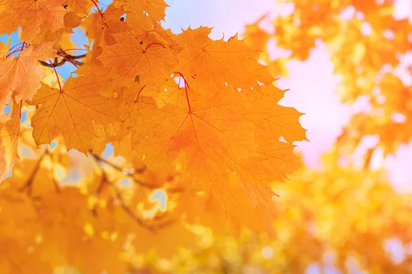 Autumn Maple Leaf Earth Bright Autumn Background Photo Full Swing — Stock Photo, Image