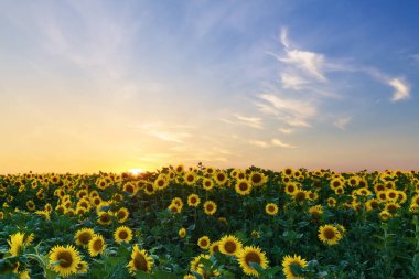 parlak renkli günbatımı kanola / parlak renkler bahar manzarası