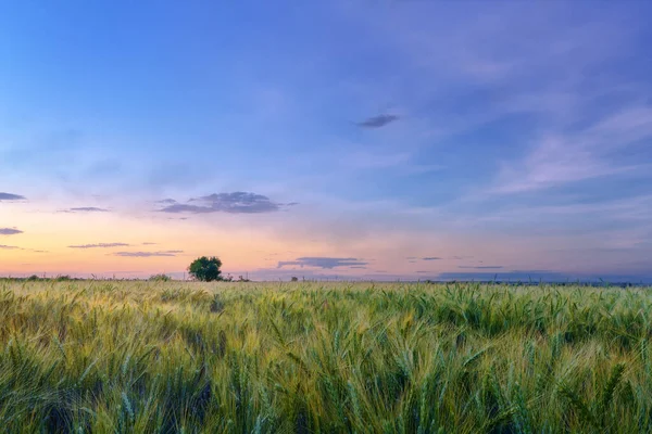 Pšeničné Pole Při Západu Slunce Pšeničné Pole — Stock fotografie