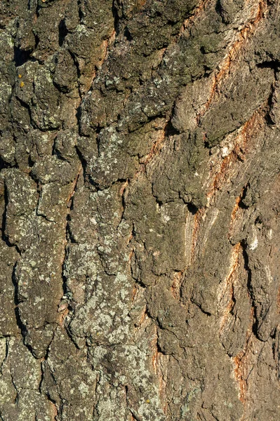 Arkaplan Dokusu Ağaç Kabuğu Sert Güneş Işığı Dikey Çerçevesi — Stok fotoğraf