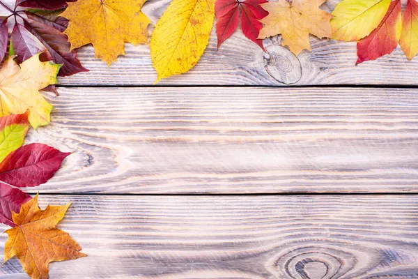 Ahşap bir arkaplan üzerinde sonbahar renkli yapraklar metin için boşluk ile.