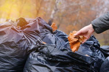 Sonbahar yapraklarıyla dolu siyah plastik torbalar. Kurumuş yaprakları dökülmüş büyük siyah plastik çöp torbaları çimlerin üzerinde duruyor. Şehir sokaklarının yapraklarından mevsimsel olarak temizlenmesi. Temizlik servisi.