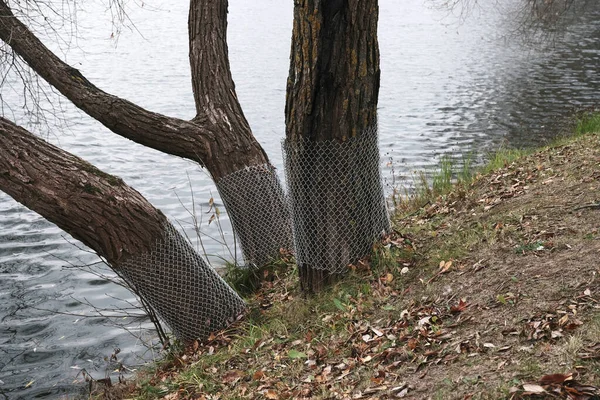 Stalowy Ogrodzenie Siatki Drzewach Aby Trzymać Się Dala Bobrów Owiń — Zdjęcie stockowe