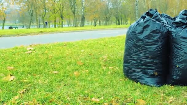 Czarne plastikowe torby pełne jesiennych liści. Na trawie stoją duże, czarne plastikowe worki na śmieci z opadniętymi liśćmi. Sezonowe czyszczenie ulic miasta z opadłych liści. Usługi sprzątania — Wideo stockowe