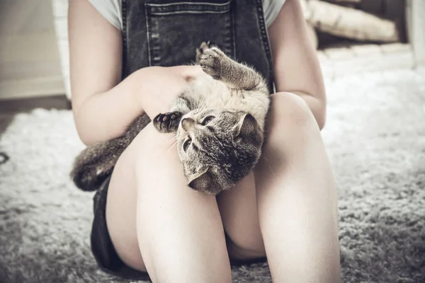 Little girl playing with a beautiful scottish fold kitten on the carpet — Foto de Stock