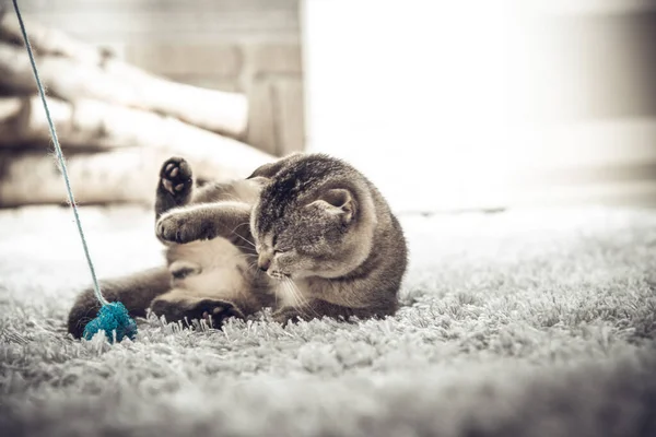 Little playful Scottish Fold kitten playing at home on the carpet — Stockfoto