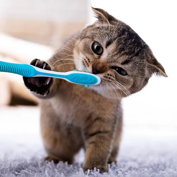 Mooi poesje en een tandenborstel. Kattentanden poetsen — Stockfoto