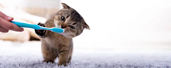 Beautiful kitten and a toothbrush. Cat brushing teeth — Stockfoto