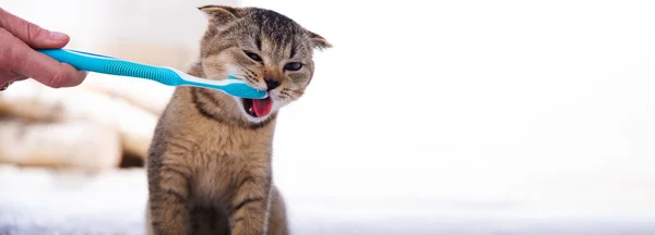 Beautiful kitten and a toothbrush. Cat brushing teeth — Stock Photo, Image