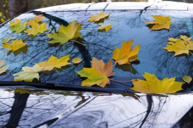 Sarı sonbahar akçaağaç yaprakları siyah bir arabanın ön camında yatar..