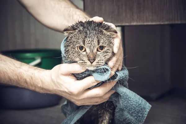 Szkocki Kot Ręczniku Mokry Kot Kąpieli Niebieskim Ręczniku Ręce Mężczyzny — Zdjęcie stockowe