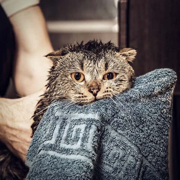 Szkocki Kot Ręczniku Mokry Kot Kąpieli Niebieskim Ręczniku Ręce Mężczyzny — Zdjęcie stockowe