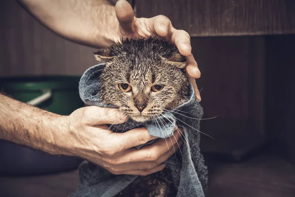 Chat pliant écossais dans une serviette. Chat humide après s'être baigné dans une serviette bleue. Mans mains tenant un chat humide dans la salle de bain — Photo