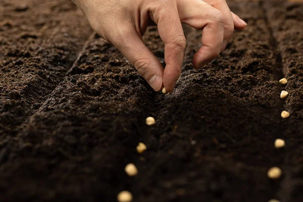 Coltivazione Mano Semi Ortaggi Terreno Seminativo Giardino Metafora Giardinaggio Concetto — Foto Stock