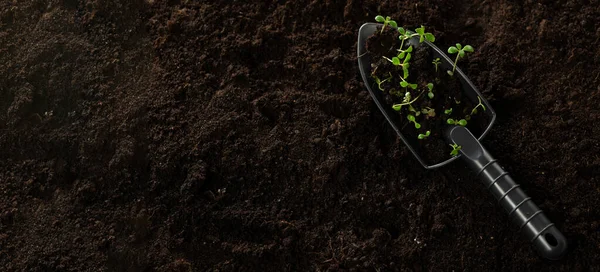 Tohumlar ekilmeye hazır. Bahçe küreğindeki küçük yeşil bitkiler yazı için yer açıyorlar. Tohum ekmek ve açık arazide filizlenmek..
