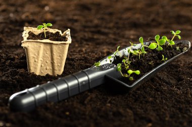 Arkaplandaki turba kabında küçük yeşil bir filizlenme, baharda açık zeminde bitki ekme. Çevre bakımı kavramı, kömür saksılarında tohum yetiştirme..