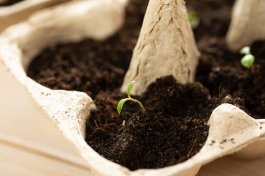 Kara toprakta karton tavuk yumurtası kutusunda büyüyen küçük kaplar. Biyo-çözünebilir kağıt bardağı kır ve dışarıda toprağa bitki koy. Konsepti yeniden kullan.