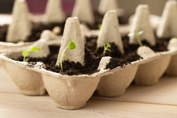 Kara toprakta karton tavuk yumurtası kutusunda büyüyen küçük kaplar. Biyo-çözünebilir kağıt bardağı kır ve dışarıda toprağa bitki koy. Konsepti yeniden kullan.