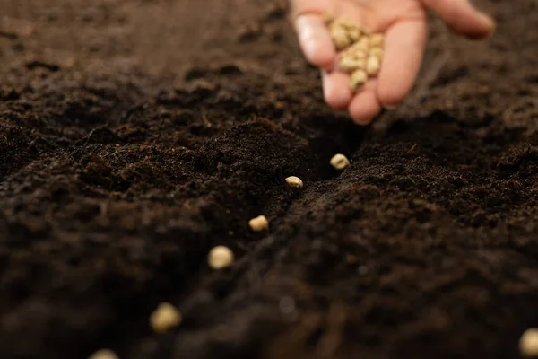 Hand growing seeds of vegetable on sowing soil at garden metaphor gardening, agriculture concept.