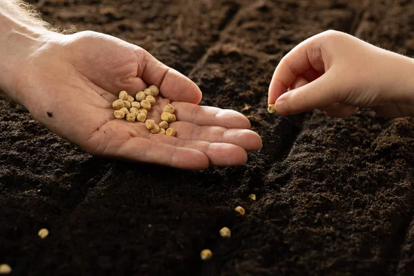 Child Hand Adult Hand Plant Seeds Growing Vegetable Seeds Seed Stock Picture