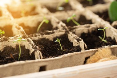 Çömlek içinde filizlenmiş tohumların tohumları. Turba tencerelerinde açık araziye bitki dikmek..