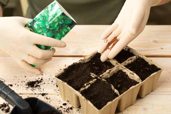 Woman Planting Vegetable Seeds Peat Pots Growing Plant Seedlings Pots Stock Photo