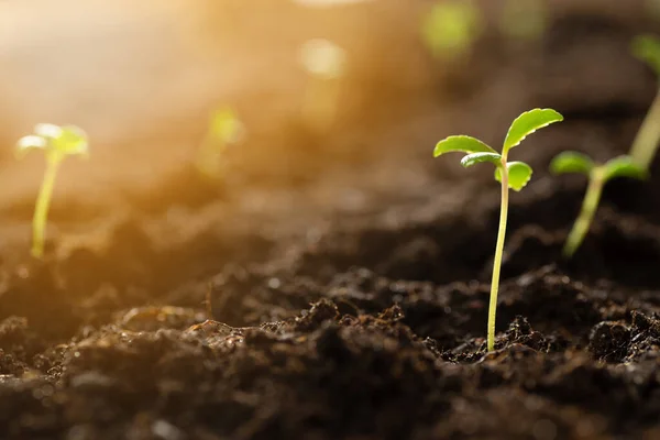 Green Sprout Growing Ground New Start Concept Shoots Seeds Soil Stock Photo