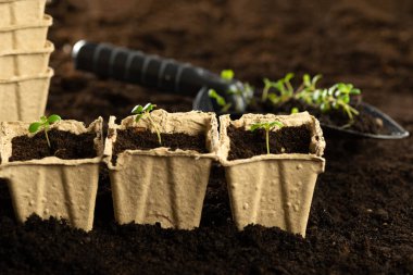 Arkaplandaki turba kabında küçük yeşil bir filizlenme, baharda açık zeminde bitki ekme. Çevre bakımı kavramı, kömür saksılarında tohum yetiştirme..