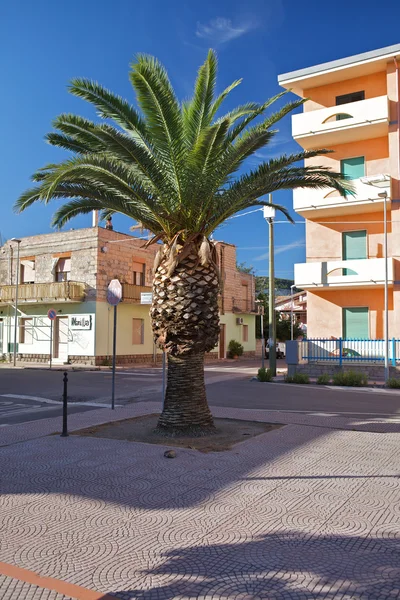 Güneşli bir günde yemyeşil palmiye ağacı bosa marina, Sardunya, İtalya. — Stok fotoğraf