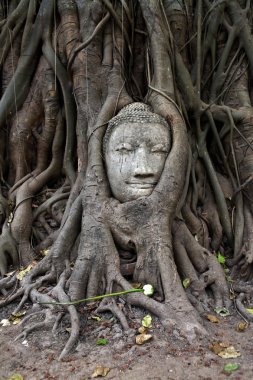 wat phra mahathat, ayutthaya, Buda'nın başının etrafında büyüyen ağacı.