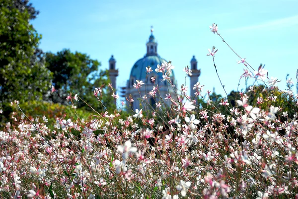 Bloemen met klassieke koepel in de achtergrond. — Stockfoto