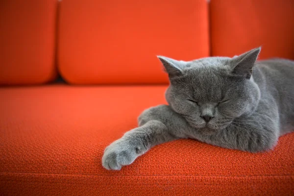 Katze entspannt auf der Couch. Stockbild