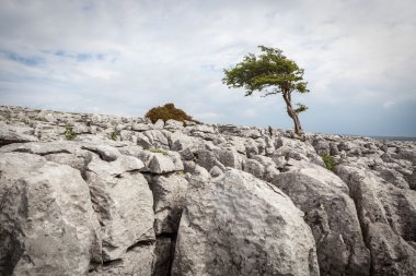 twisleton yara yorkshire dales national park içinde yalnız ağaçta