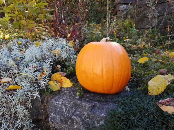 Calabaza Naranja Halloween Truco Trato Otoño Temporada Decoración Otoño Para — Foto de Stock