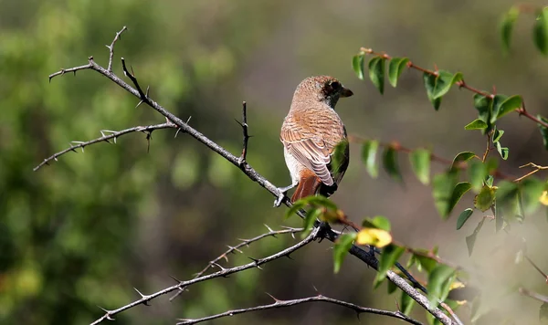 Wildlark Stockafbeelding