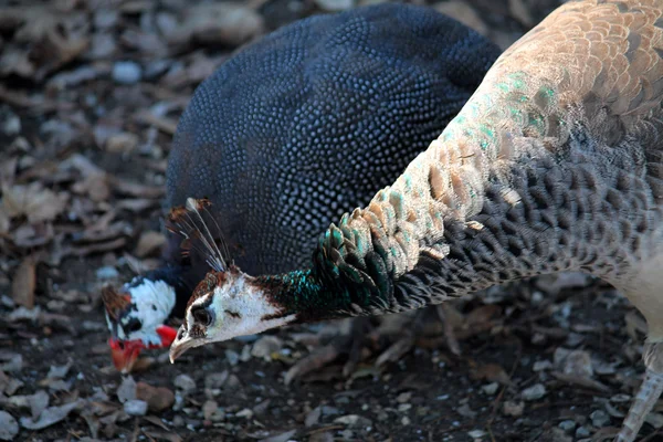 Pfau — Stockfoto