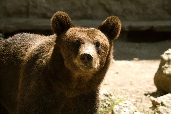 Niedźwiedź zoo — Zdjęcie stockowe
