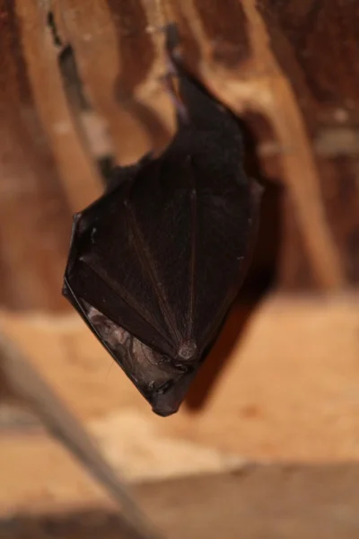 Morcego. Imagem De Stock