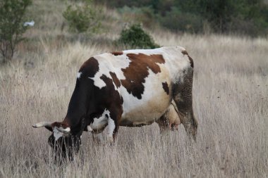 inek, çim, kahverengi