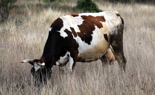Cow,animal — Stock Photo, Image