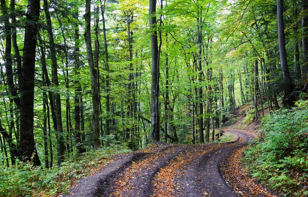 Camino forestal —  Fotos de Stock