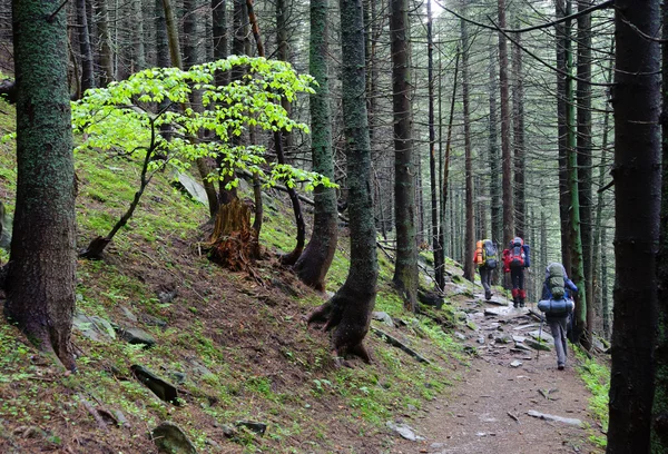 Tourists walking through the wood — Stock Photo, Image