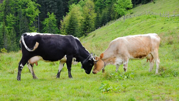 Dos vacas golpeando en el prado Imagen de stock