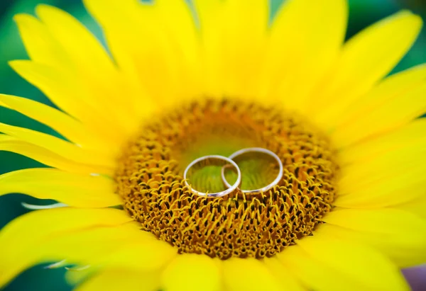 Wedding rings on yellow sunflower — Stock Photo, Image