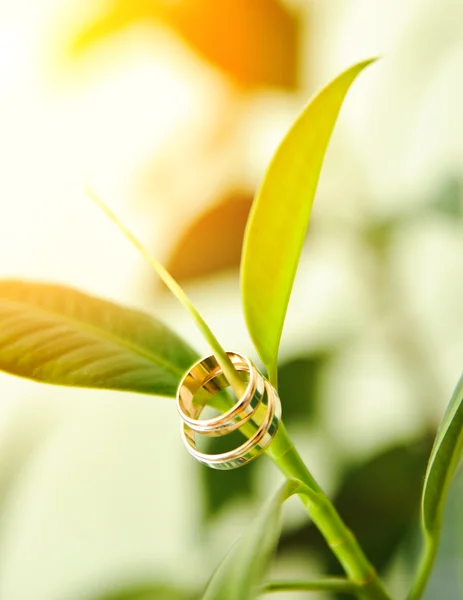Two wedding golden rings on a green branch — Stock Photo, Image