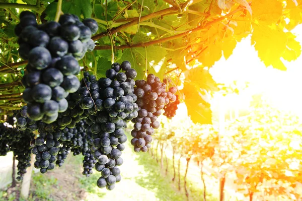 Zralé, svěží trsy hroznů na vinici Stock Obrázky