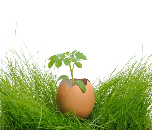 Planta verde na casca de ovo rachado na grama — Fotografia de Stock