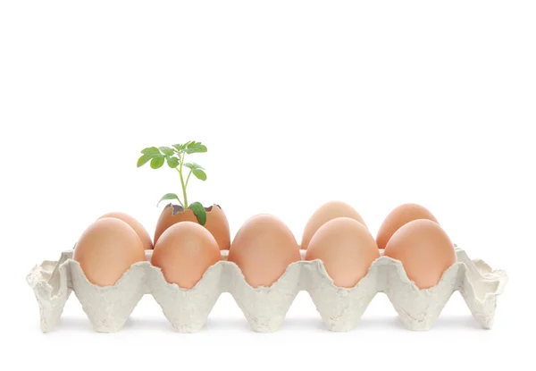 Healthy eggs in egg pack — Stock Photo, Image