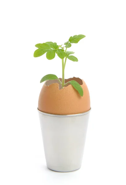 Green plant in an egg — Stock Photo, Image